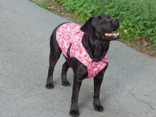 Kühlweste / Aqua Coolkeeper Cooling Pet Jacket